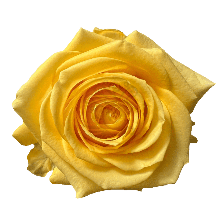 Super Sun Roses Yellow