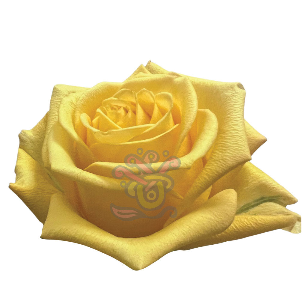 Super Sun Roses • Asiri Blooms