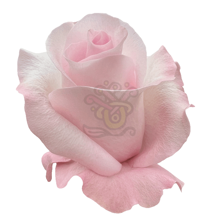 Sweet Akito Roses Light Pink 2