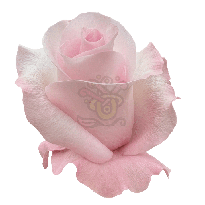 Sweet Akito Roses Light Pink 2
