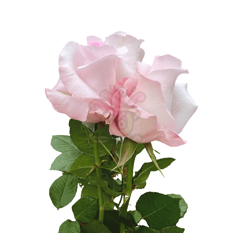 Sweet Akito Roses Light Pink 3
