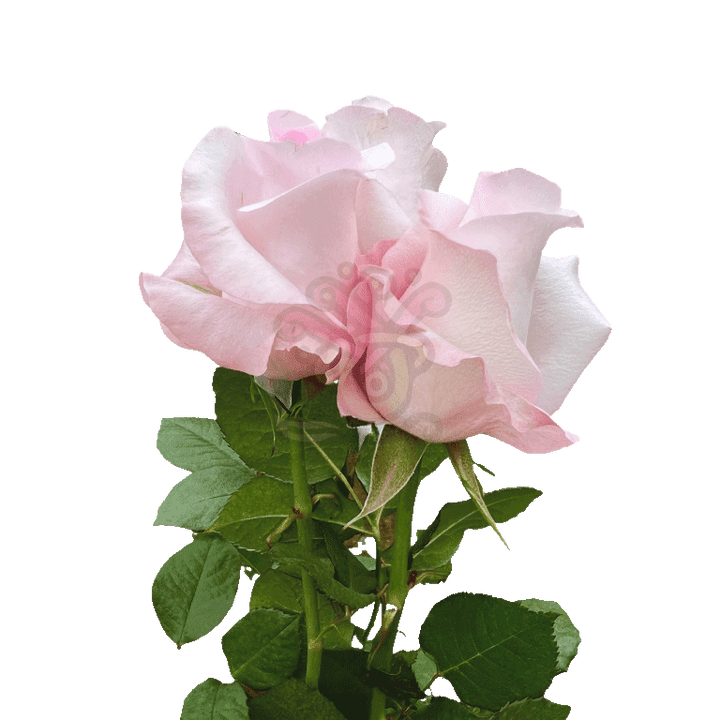 Sweet Akito Roses Light Pink 3