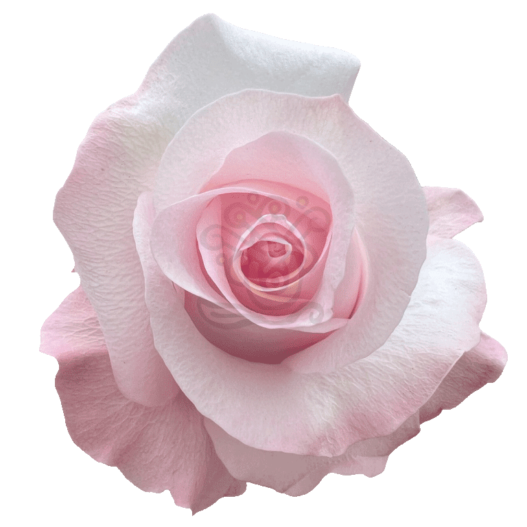 Sweet Akito Roses Light Pink