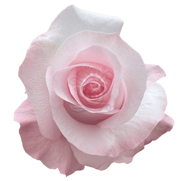 Sweet Akito Roses Light Pink