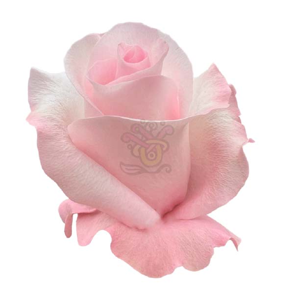 Sweet Akito rose head in pale blush pink, grown in Ecuador by Asiri Blooms
