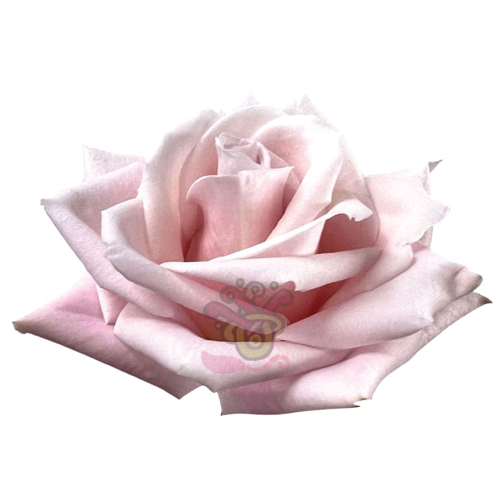 Sweet Escimo Roses • Asiri Blooms • Bulk Flowers
