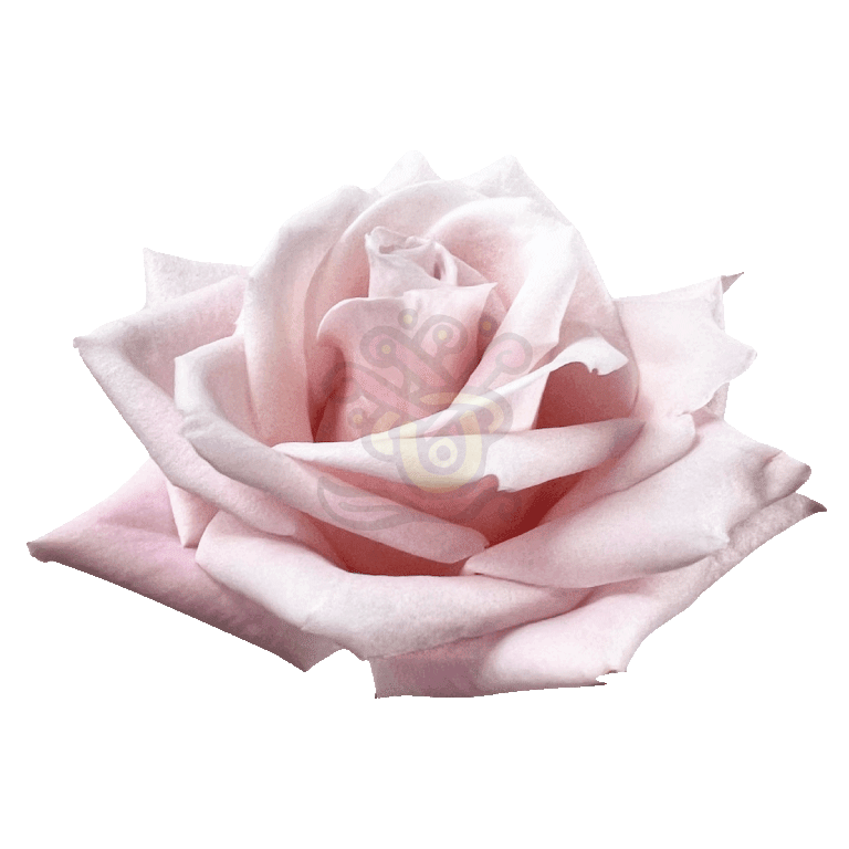 Sweet Escimo Roses Light Pink 2