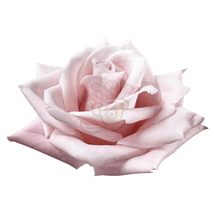 Sweet Escimo Roses Light Pink 2