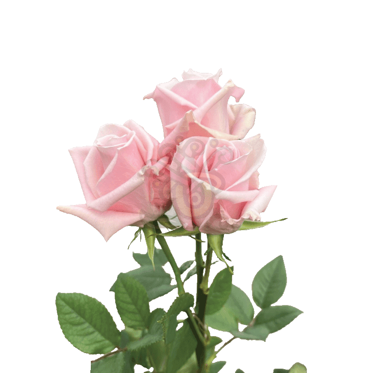 Sweet Escimo Roses Light Pink 3