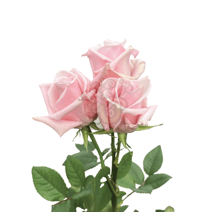 Sweet Escimo Roses Light Pink 3