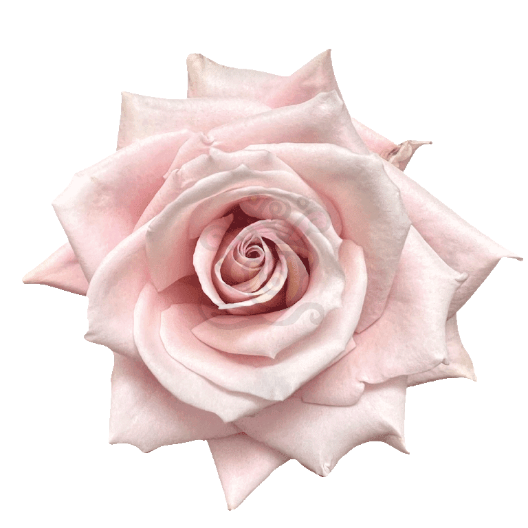 Sweet Escimo Roses Light Pink