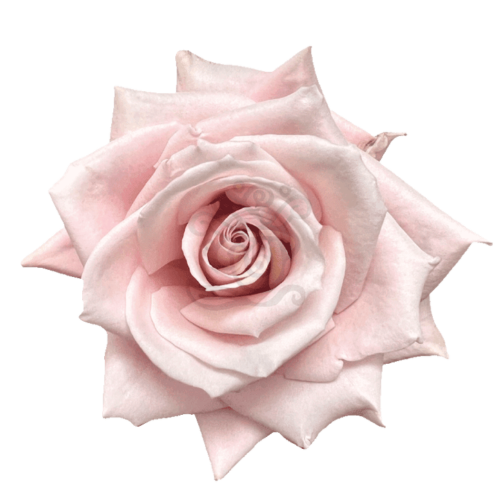 Sweet Escimo Roses Light Pink