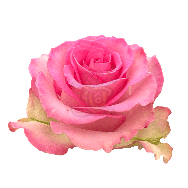 Sweet Unique Roses Pink 2
