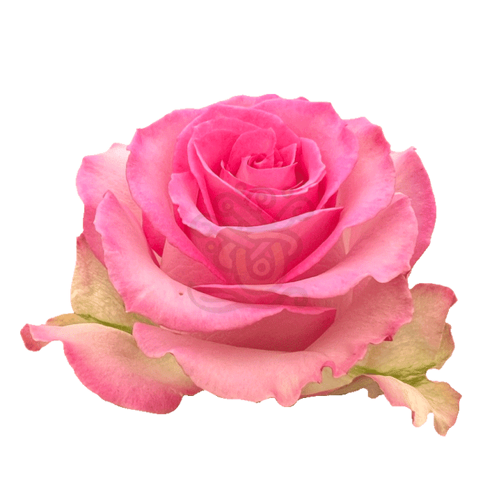 Sweet Unique Roses Pink 2