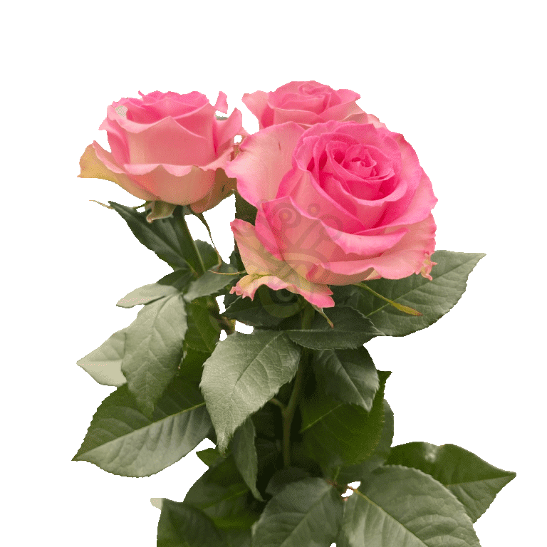 Sweet Unique Roses Pink 3