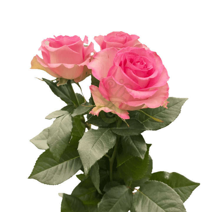 Sweet Unique Roses Pink 3