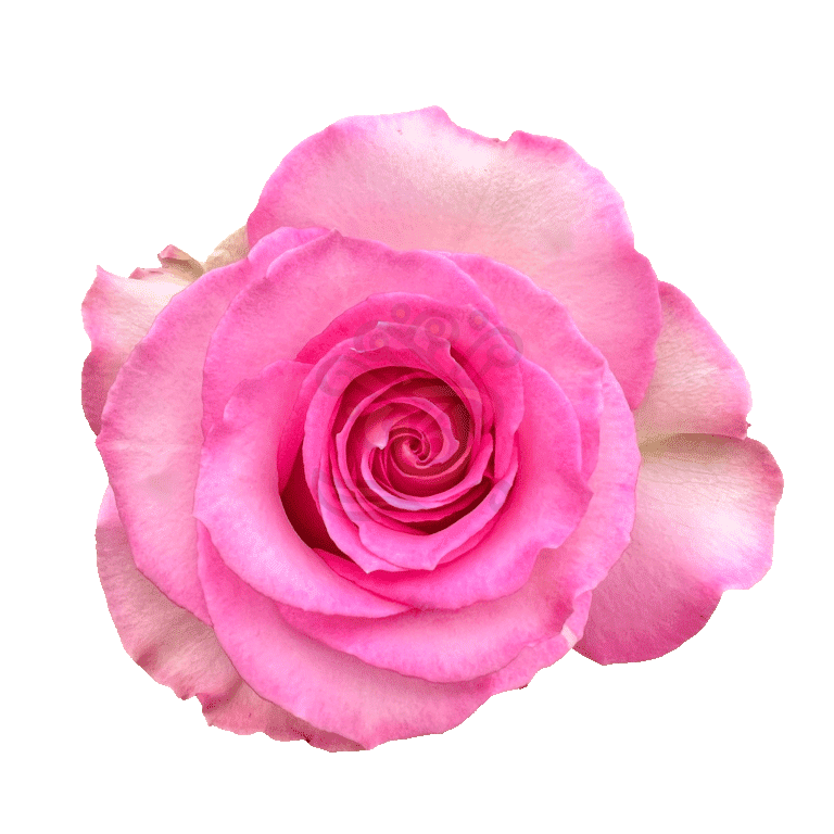 Sweet Unique Roses Pink