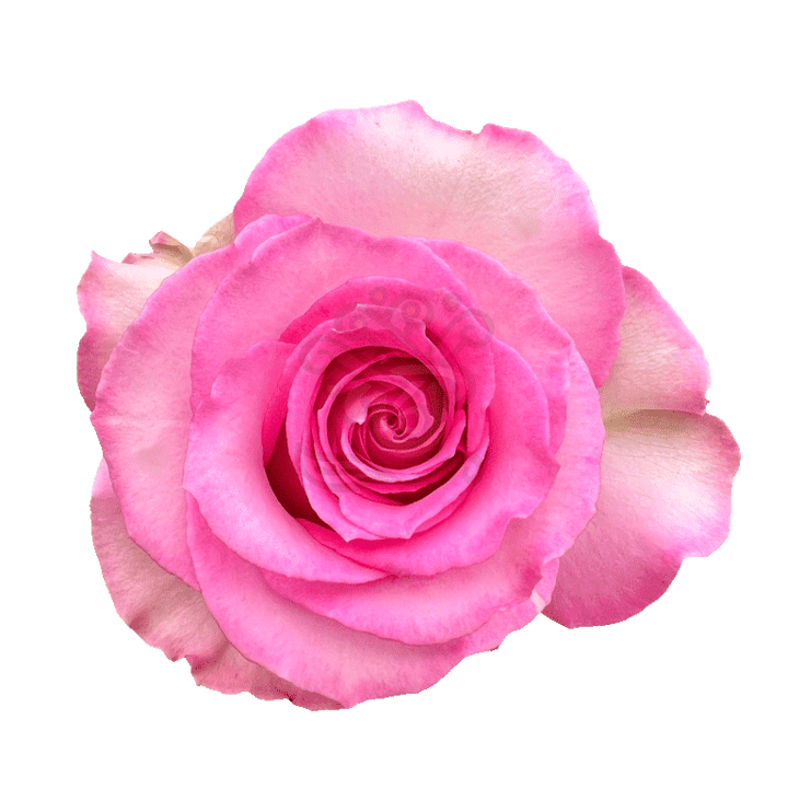 Sweet Unique Roses Pink