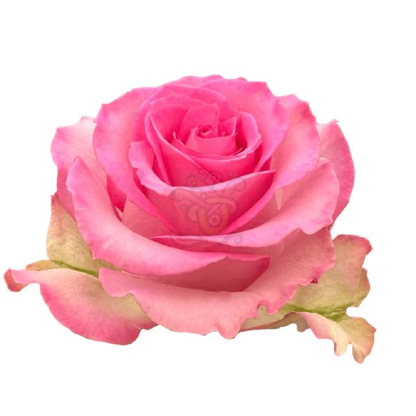 Sweet Unique rose head in creamy pink with lighter outer petals, grown in Ecuador by Asiri Blooms