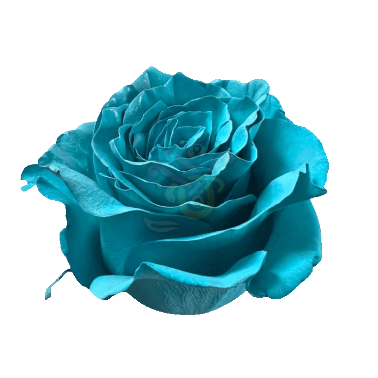 Teal Tinted Roses 2