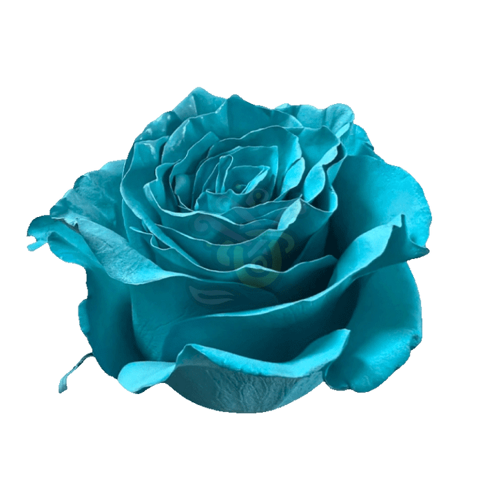 Teal Tinted Roses 2