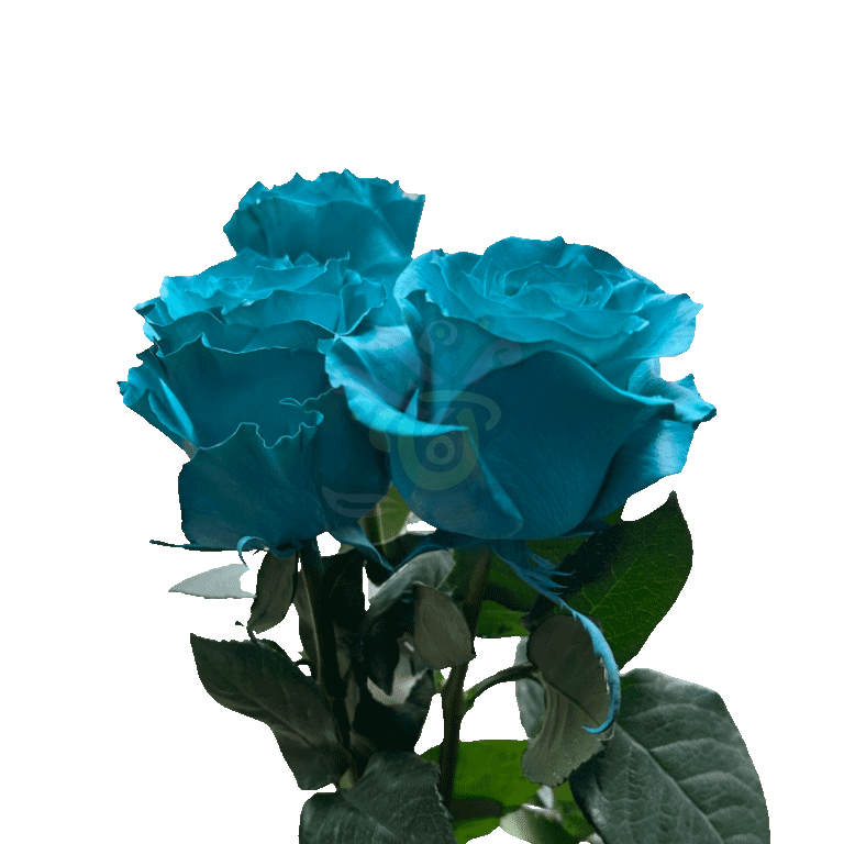 Teal Tinted Roses 3