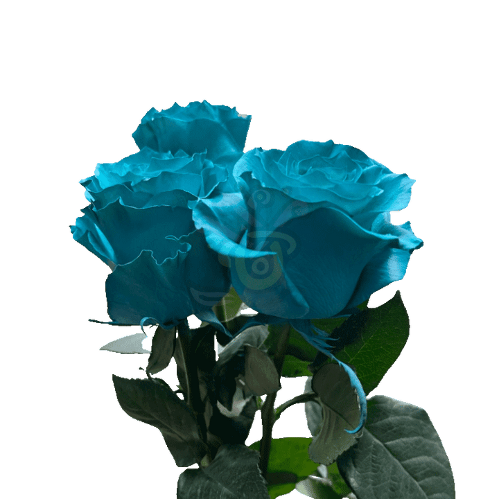 Teal Tinted Roses 3
