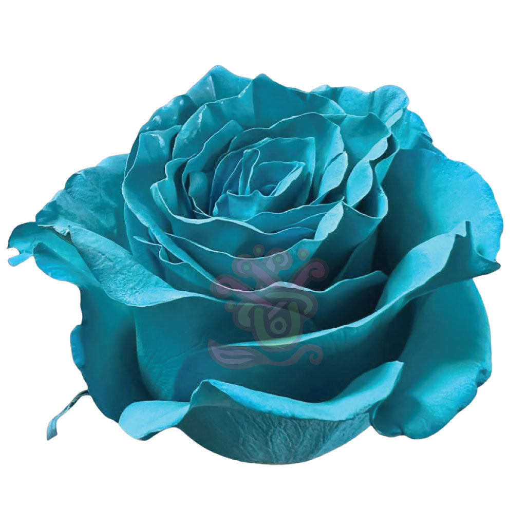 Teal Tinted Roses • Asiri Blooms