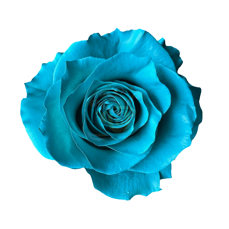 Teal Tinted Roses