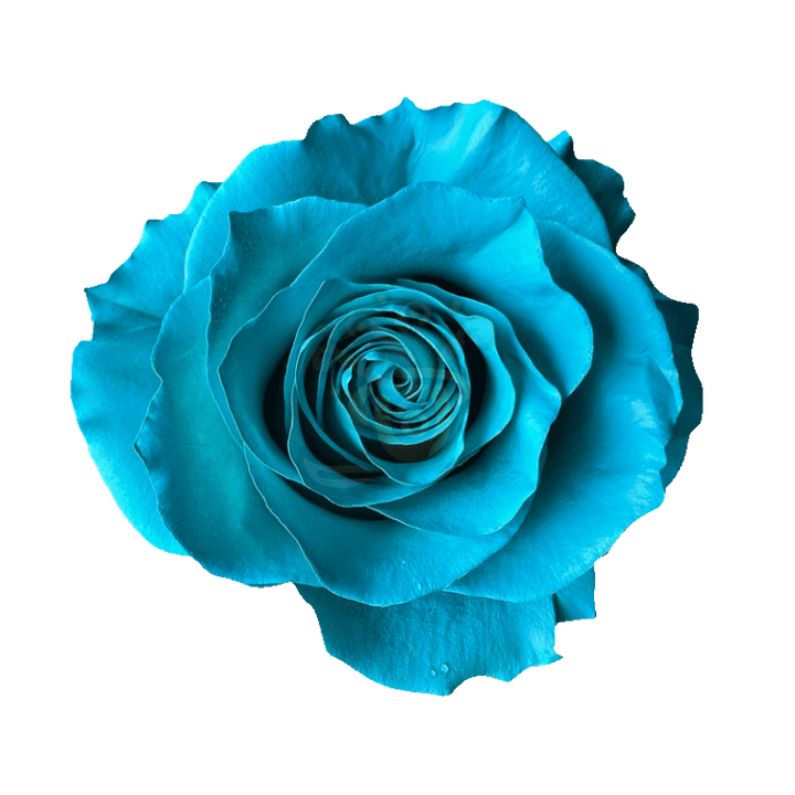 Teal Tinted Roses