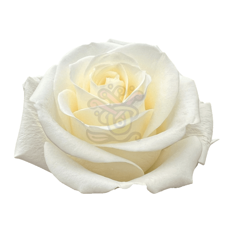 Tibet Roses White 2