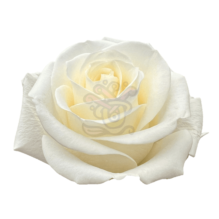 Tibet Roses White 2
