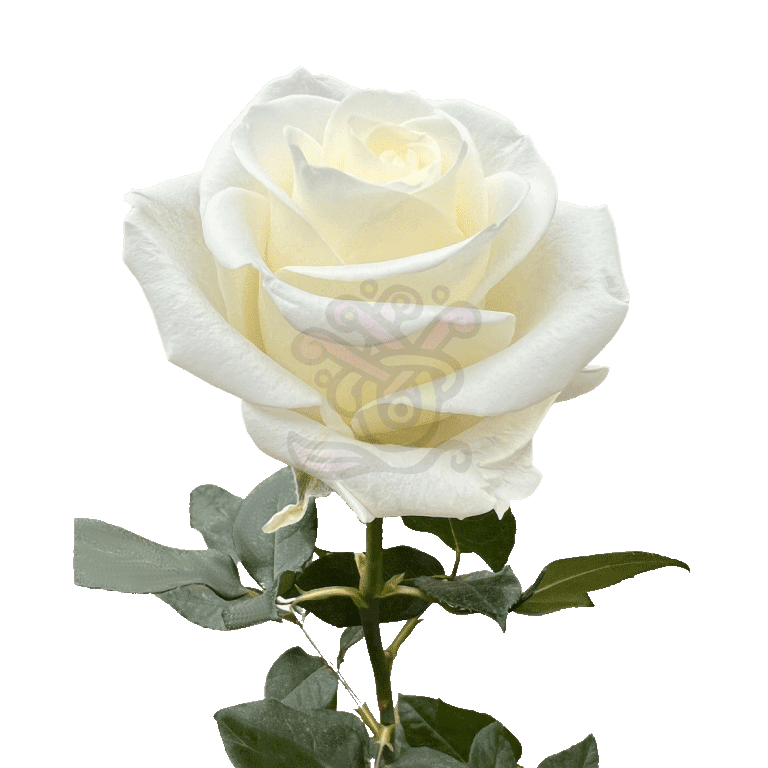 Tibet Roses White 3