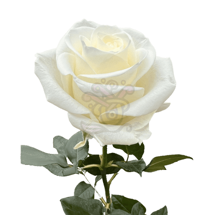 Tibet Roses White 3