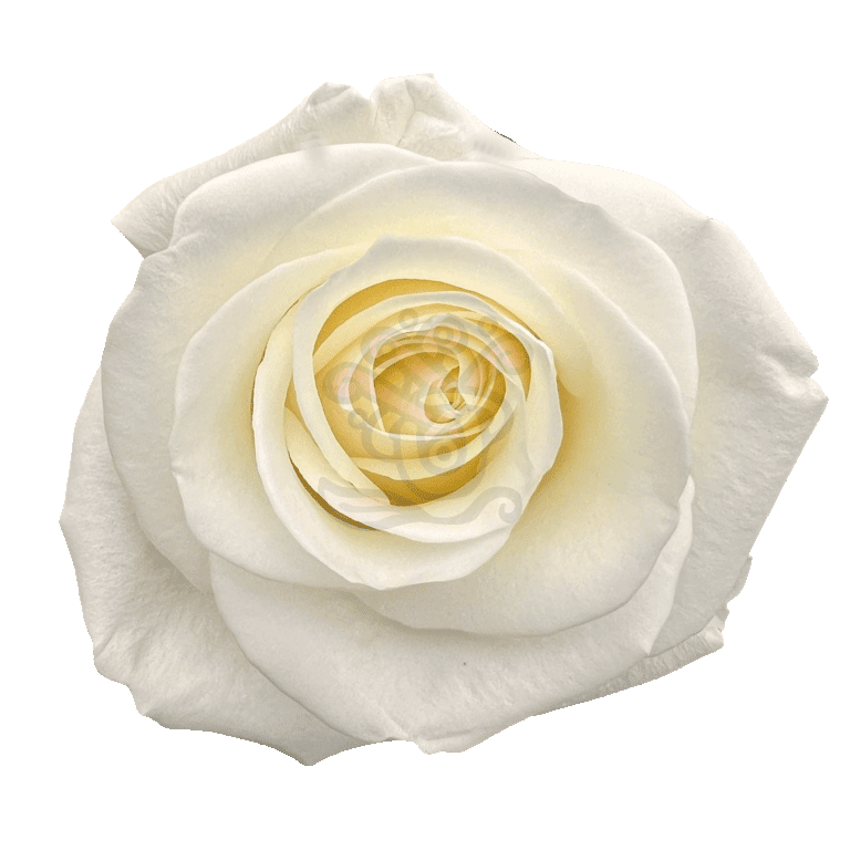 Tibet Roses White