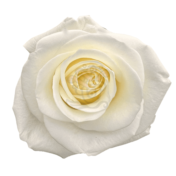 Tibet Roses White