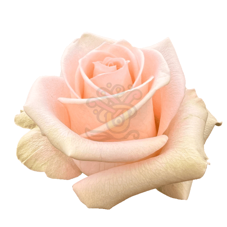 Tiffany Roses Peach 2