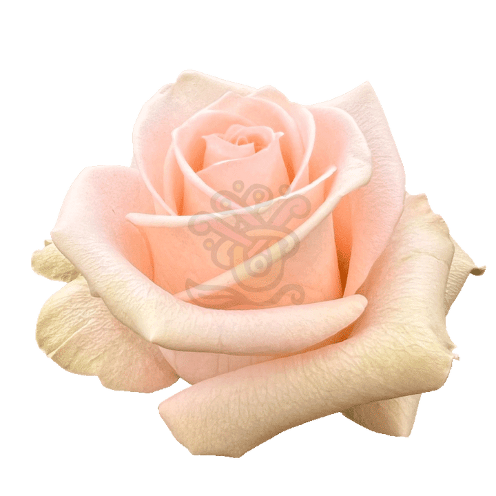 Tiffany Roses Peach 2