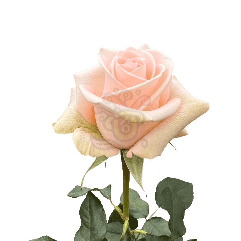 Tiffany Roses Peach 3