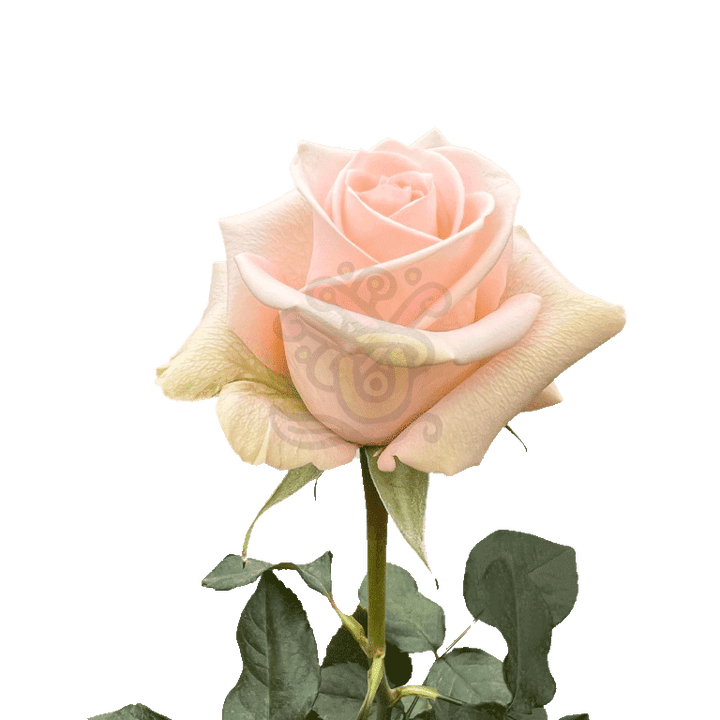 Tiffany Roses Peach 3