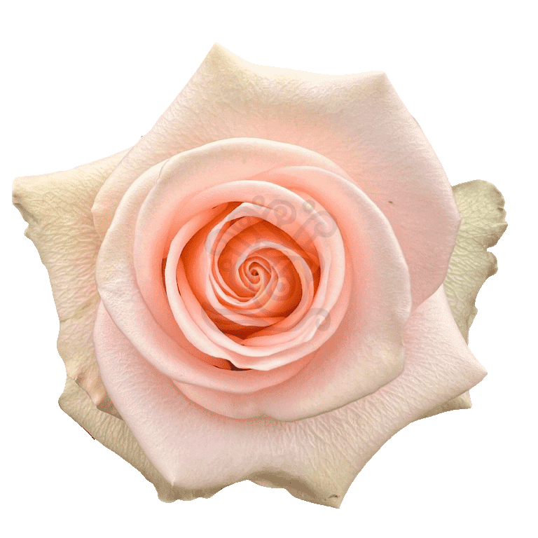 Tiffany Roses Peach