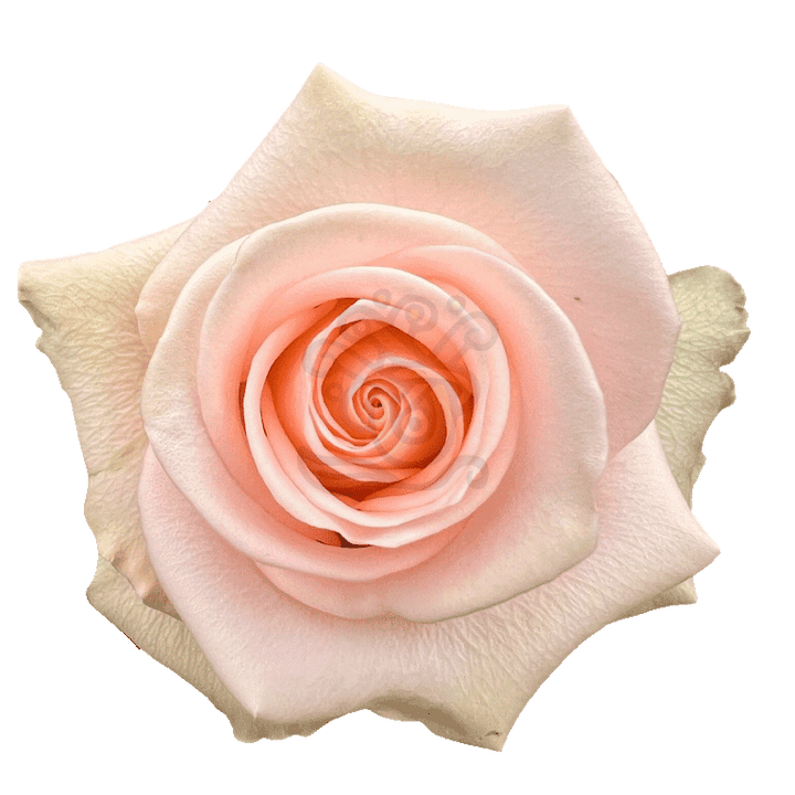 Tiffany Roses Peach