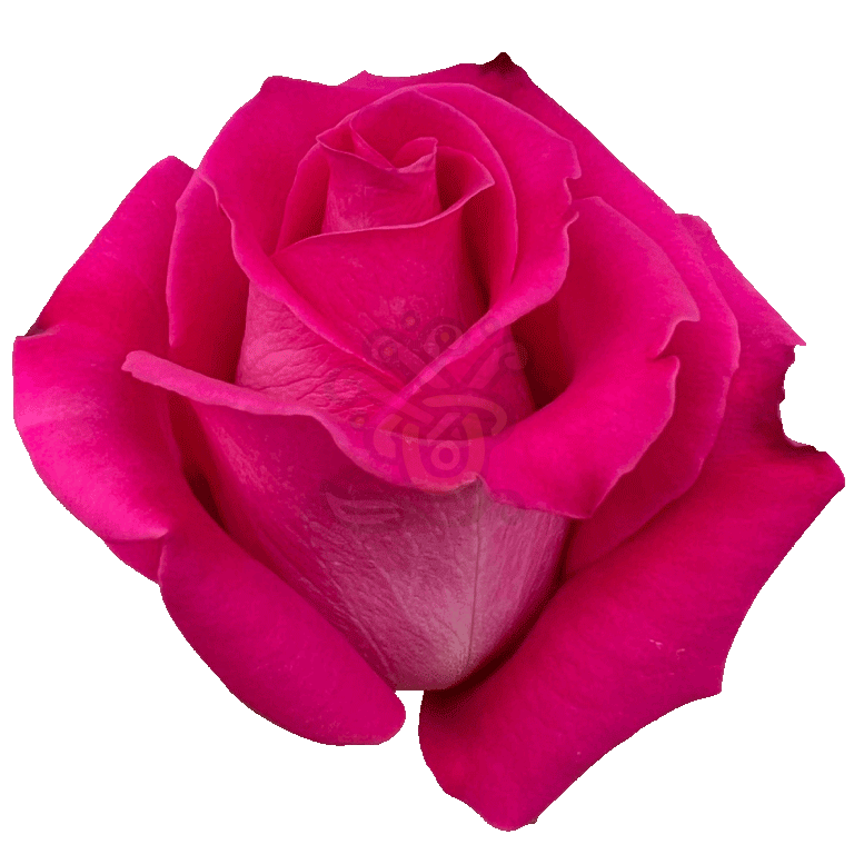Topaz Roses Hot Pink 2