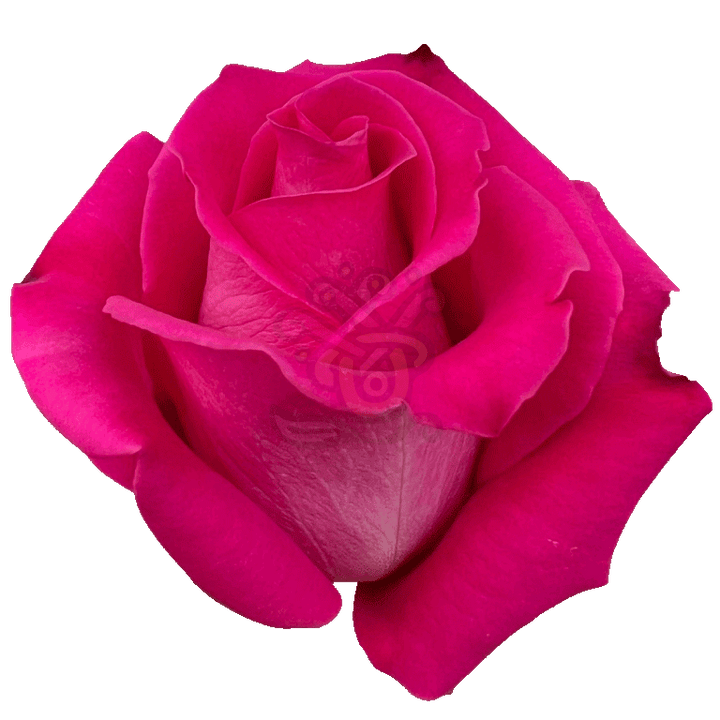 Topaz Roses Hot Pink 2