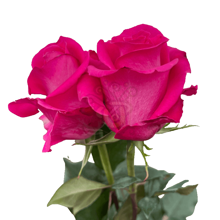 Topaz Roses Hot Pink 3