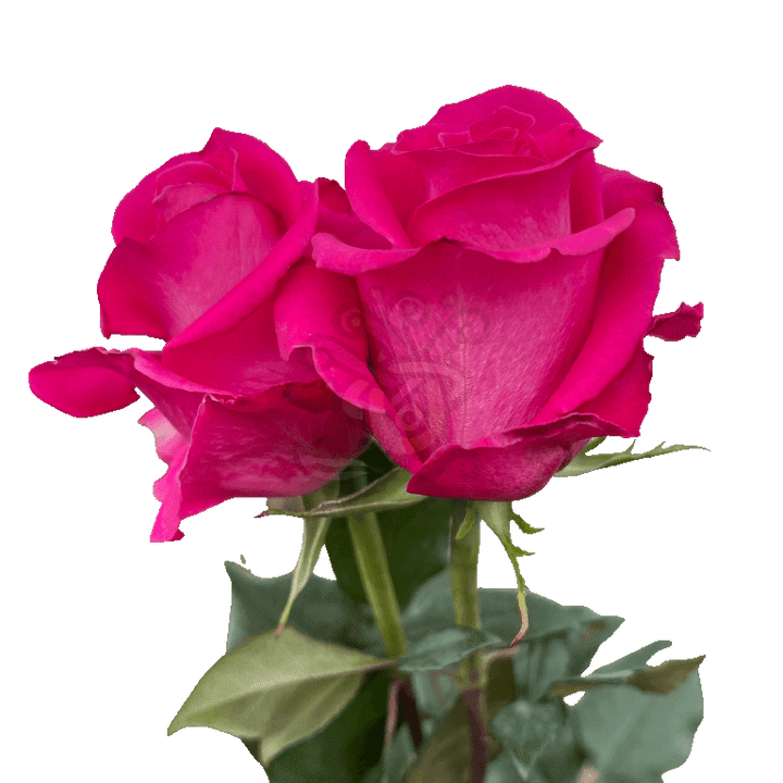 Topaz Roses Hot Pink 3