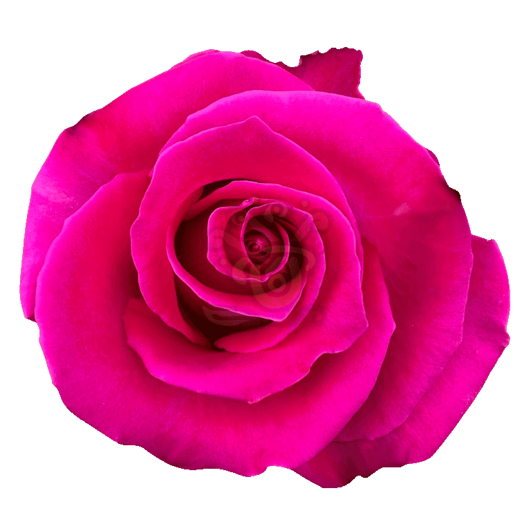 Topaz Roses Hot Pink