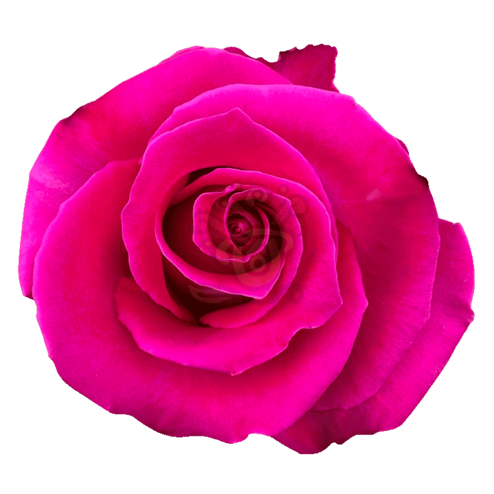 Topaz Roses Hot Pink