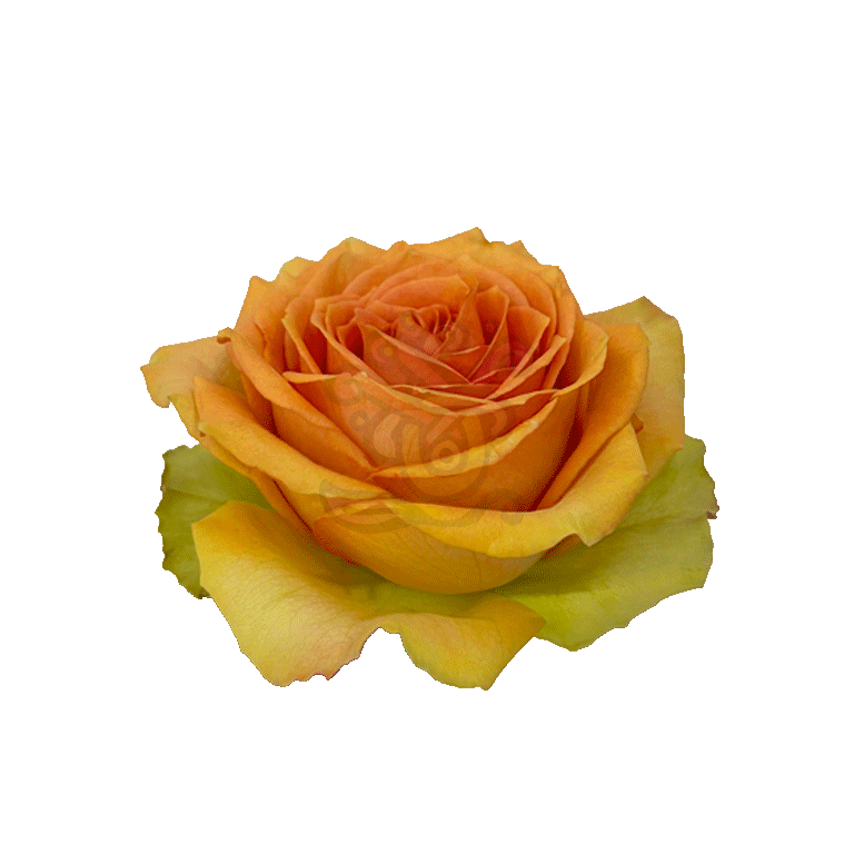 Tropic Versilia Roses Peach 2