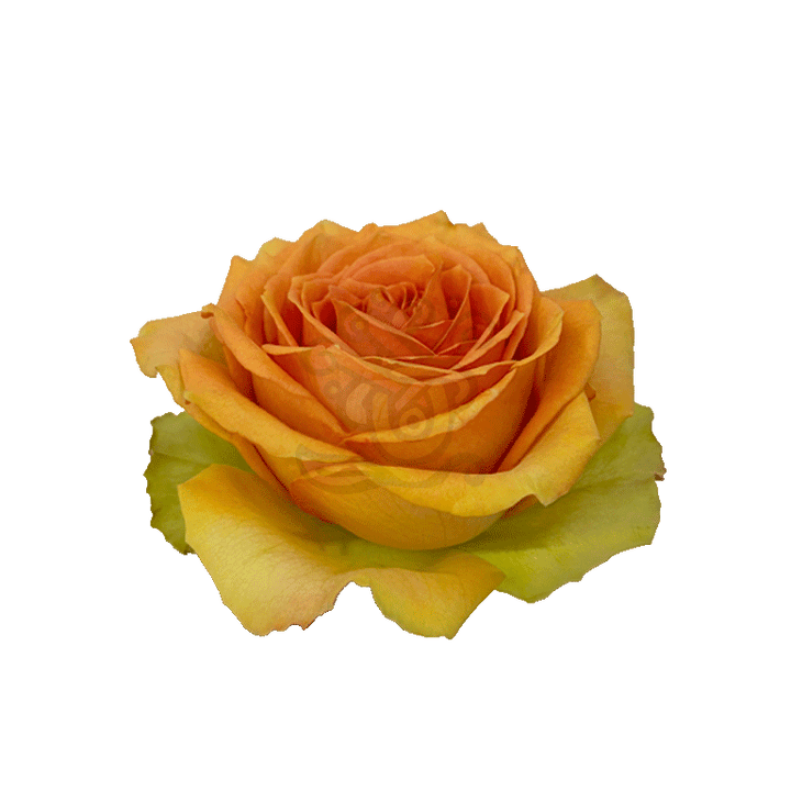 Tropic Versilia Roses Peach 2